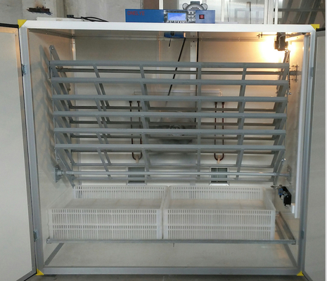 Купить Яйца инкубатора 2000 фазана online manufacture