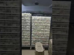 Какой самый распространенный тип инкубатора?